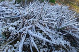 Would it be cool enough to require heating in the room? Look Frost Covered Vegetables In Benguet As Temperature Falls Below 0 Abs Cbn News