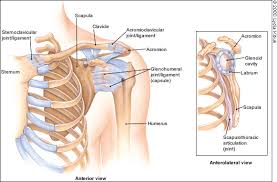 Anterior — the front of the shoulder. Shoulder History Adam Watson Orthopaedic Surgeon