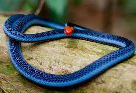 The Blue Malayan Coral Snake Is Beautifully Blue But Highly Venomous And Largely Feeds On Other Snakes In The Rai Coral Snake Colorful Snakes Beautiful Snakes