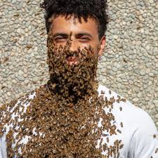 Check out these un-bee-lievable bee beards!🐝🧔 Bee beards showcase honey  bee swarming behavior and the role of honey bee queen pheromones. A caged  queen (or pheromone lure) is usually placed around a