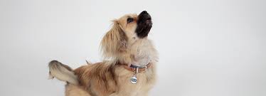 How to lure a sit. Learn How To Train Your Dog To Sit Rspca