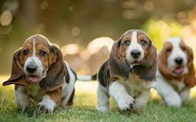 Look at all those different colors and markings! Basset Hound Puppies Behavior And Characteristics In Different Months Until One Year Growth Chart
