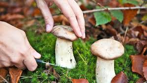 Essbare Pilze Sammeln Und Erkennen Ndr De Ratgeber Verbraucher