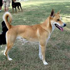 20 Of The World S Rarest Dog Breeds Outside Online Rare Dog Breeds Rare Dogs Beautiful Dog Breeds