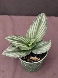 Image result for Kaempferia