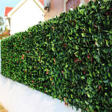 Maybe you would like to learn more about one of these? China Outdoor Artificial Green Leaves Decorative Artificial Ivy Leaf Fence China Garden Fence And Artificial Plant Price
