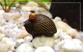 Difference between male and female nerite snails. Nerite Snail Care Feeding Tank Mates Breeding