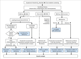 Algorithm For The Diagnosis Of Vitamin B 12 Deficiency In