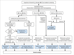 algorithm for the diagnosis of vitamin b 12 deficiency in