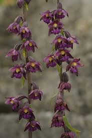 Image result for Epipactis africana