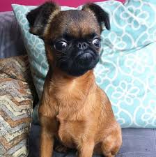 16 Things You Didn T Know About Brussels Griffons Griffon Dog Griffin Dog Brussels Griffon