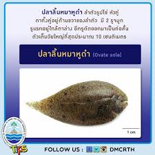 Prмотэ тхианьчайкэrdсиlp / pramote thianchaikerdsilp / ปราโมทย์ เทียนชัยเกิดศิลป์. à¸›à¸¥à¸²à¸¥ à¸™à¸«à¸¡à¸²