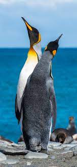 Free hd wallpaper, images & pictures of penguins, download photos of animals for your desktop. Best Penguin Iphone X Hd Wallpapers Ilikewallpaper