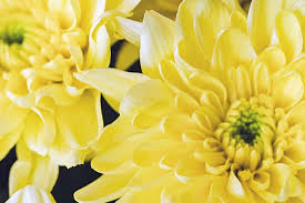 The flowers are followed by decorative, chartreuse seed heads. Chrysanthemums Here You Read All About Flowers