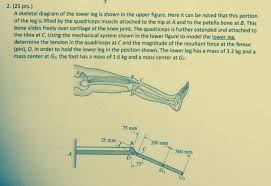 Between the femur and tibia is the meniscus, a layer of tough fibrocartilage. Solved A Skeletal Diagram Of The Lower Leg Is Shown In Th Chegg Com