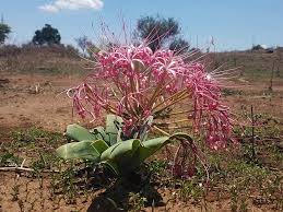 Image result for Ammocharis tinneana