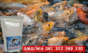 Di indonesia, ikan nila dikenal sebagai ikan yang gurih lezat dan banyak proteinya.nila pertama kali diperkenalkan diindonesia pada tahun 1969 dari taiwan. Umpan Serbuk Biang Susu Khusus Pengumpul Ikan Master Umpan Ikan