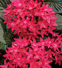 Image result for Pentas zanzibarica
