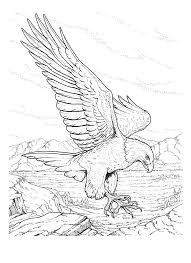 American bald eagle circling in the air. Free Printable Bald Eagle Coloring Pages For Kids