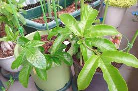 パッションフルーツの育て方 栽培のポイントや苗植え 挿し木の方法は Horti ホルティ By Greensnap