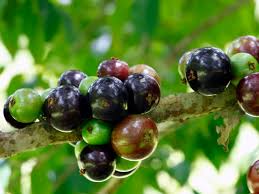 Why not fruit like an apple, or an orange? Jaboticaba Brazilian Grape Tree Just Fruits And Exotics