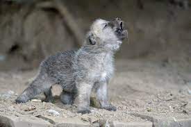Babies That Crawl Hop And Swim Wolf Pup Baby Wolves Wolf Howling