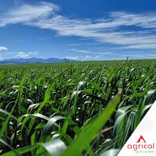 Image result for Anthephora pubescens