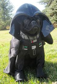 15 Adorable Animals Dressed Up In Star Wars Costumes Pet Costumes Dog Halloween Cute Pugs