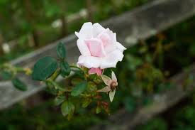 Image result for cuttings of roses
