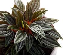 Image result for Peponium