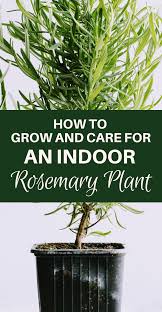 How To Grow And Care For An Indoor Rosemary Plant Rosemary Plant Care Rosemary Plant Growing Rosemary Indoors