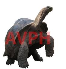 Image result for Megalochlamys