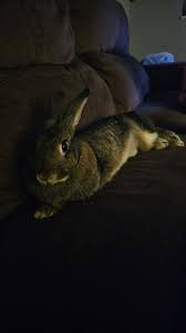 Cheesecake enjoys watching TV with us while sprawled out