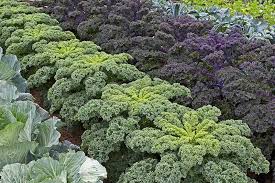 There were more than a. Kale Spacing How Far Apart To Plant Gardener S Path