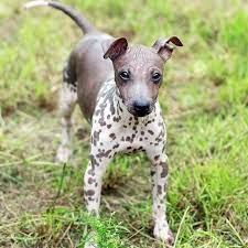 American Hairless Terrier Dog Breed Information Terrier Dog Breeds Hairless Dog Terrier Puppies