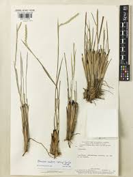 Image result for Elionurus muticus