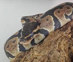 The younger the snake is, the faster it will shed its skin as a ball python 's shedding is attached to its growth rate. Ball Python Shedding Stages Signs Problems Eye Caps Care Guides For Pet Lizards