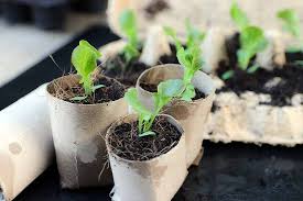 Peyote will germinate with better results with a thermal shock between night and day. How To Grow Tomatoes From Seed Gardener S Path