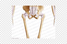 The caudal portion of the trunk, bounded anteriorly and laterally by the two hip bones. The Female Pelvis Anatomy Exercises Bone Hip Finger Chinese Bones Hand Anatomy Arm Png Pngwing