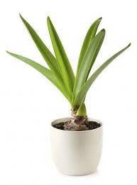 Amaryllis Has No Flowers Just Leaves Why Amaryllis Grow Leaves But No Flowers