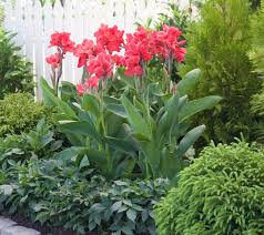 If your garden soil is acidic (low ph), add lime before planting. All About Cannas