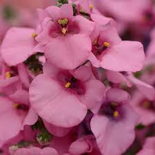 Image result for Diascia