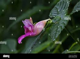Image result for Impatiens gomphophylla
