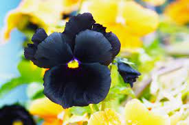 Begonia begonias are pretty easy to grow, but they do require some maintenance. 9 Black Flowers To Add Contrast To Your Garden