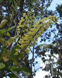 Image result for Heterotis canescens