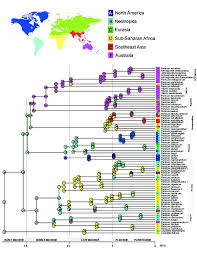 Image result for Panicum phragmitoides