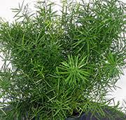 Image result for Stadmannia