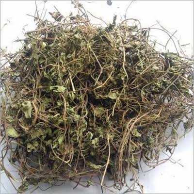 Brahmi