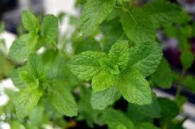 Seeds should be sown to a depth of 6 mm (0.25 in). How To Grow Mint Complete Guide To Growing Mint At Home