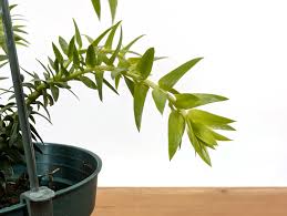 Image result for Huperzia phlegmaria